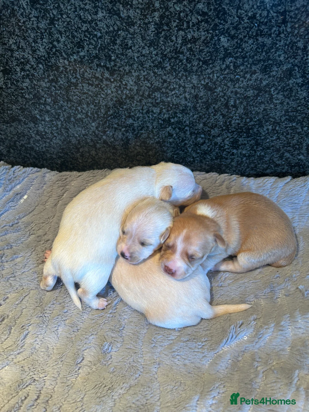 Chihuahua dogs for sale: Four beautiful chihuahua puppies  - Advert 4