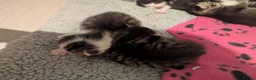 British Shorthair cats for sale: Litter of Seven 💙🤍 - Advert 11
