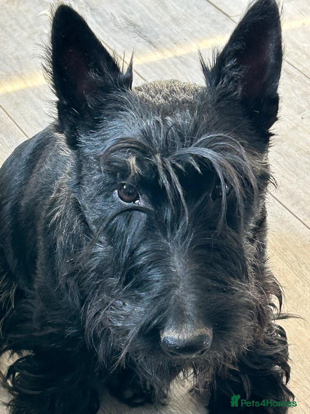 Scottish Terrier dogs for stud: KC Reg Scottish Terrier boys for stud only - Advert 3