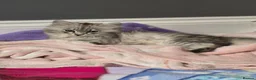Siberian cats for sale: Siberian kittens 2 boys - Advert 3