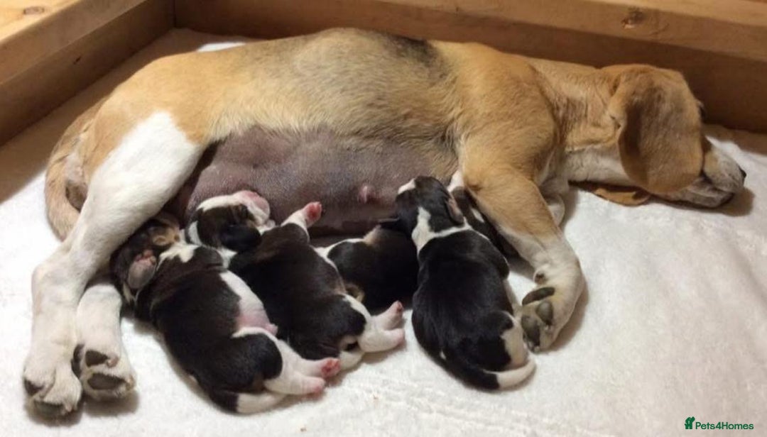 Beagle dogs for sale: Beagle Puppies - Advert 15