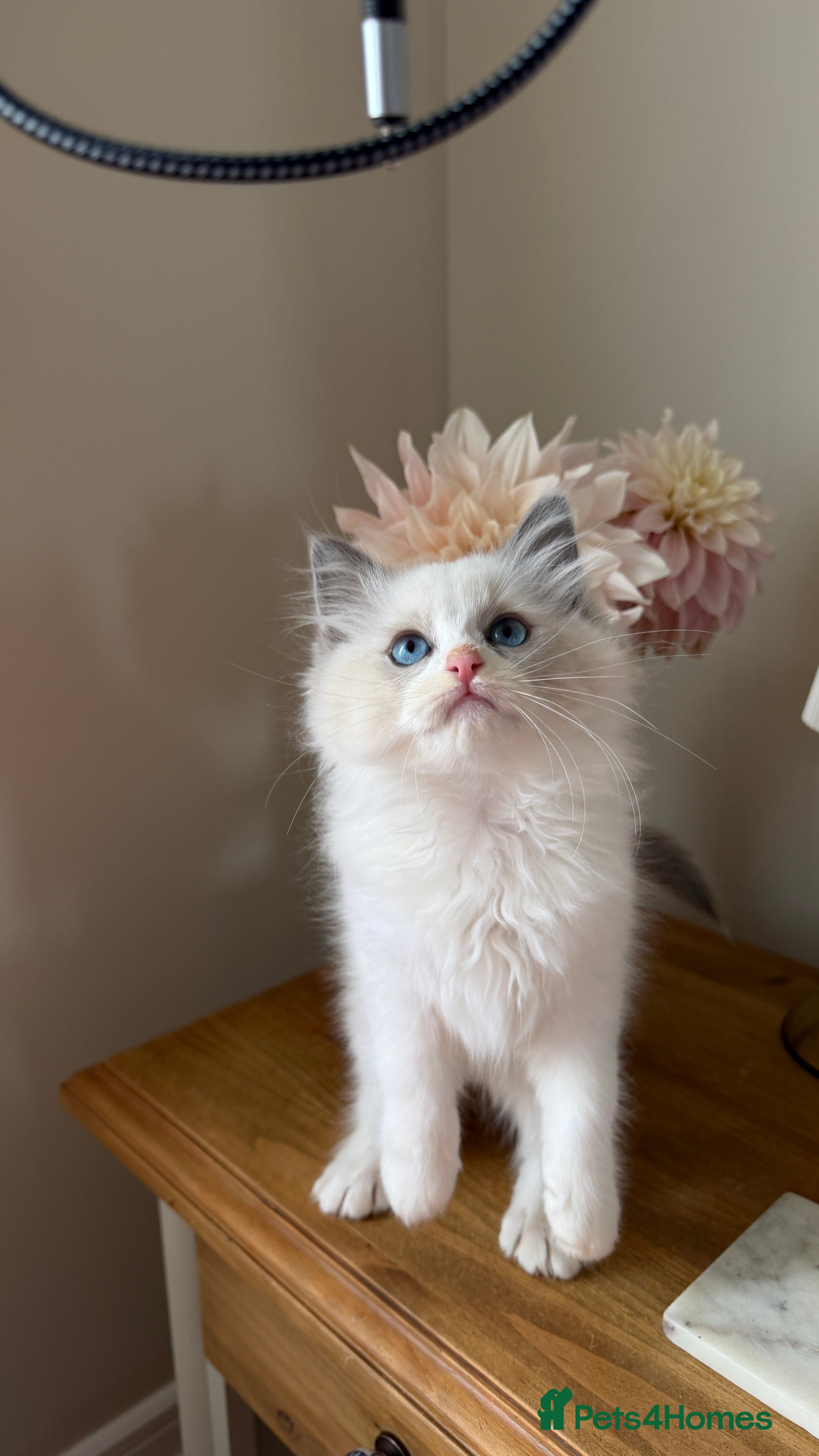 Ragdoll cats for sale: 🏆 RAGDOLL KITTENS 🏆 SHOW QUALITY  - Advert 1