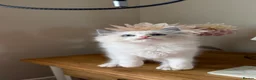 Ragdoll cats for sale: 🏆 RAGDOLL KITTENS 🏆 SHOW QUALITY  - Advert 1