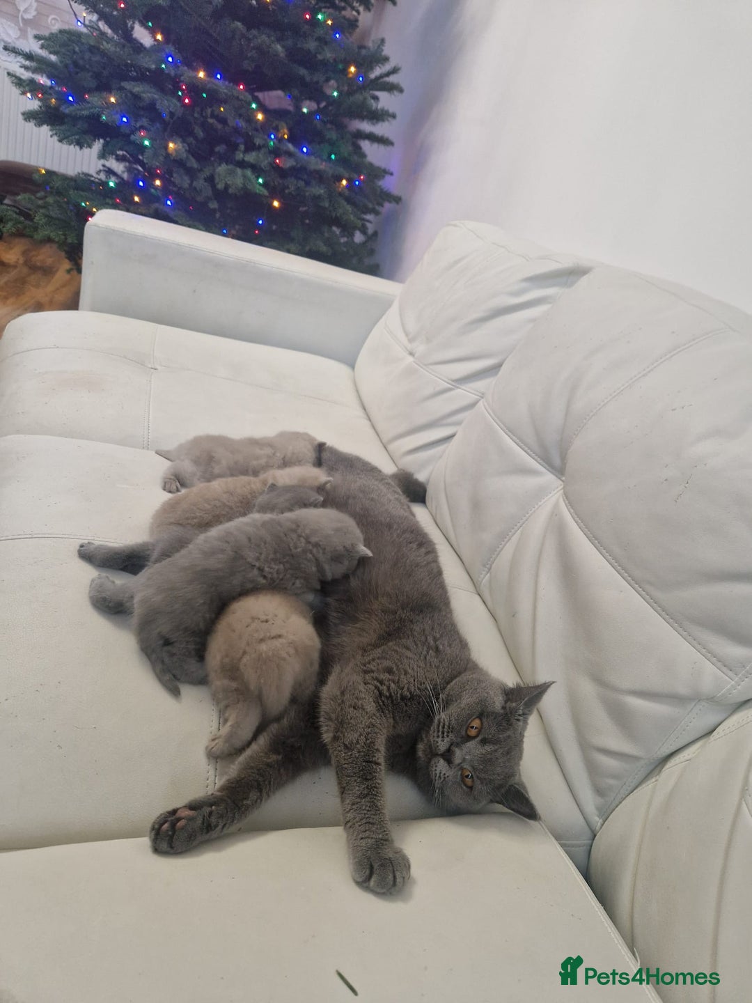 British Shorthair cats for sale: British Shorthair Kittens Blue and Lilac. - Advert 20