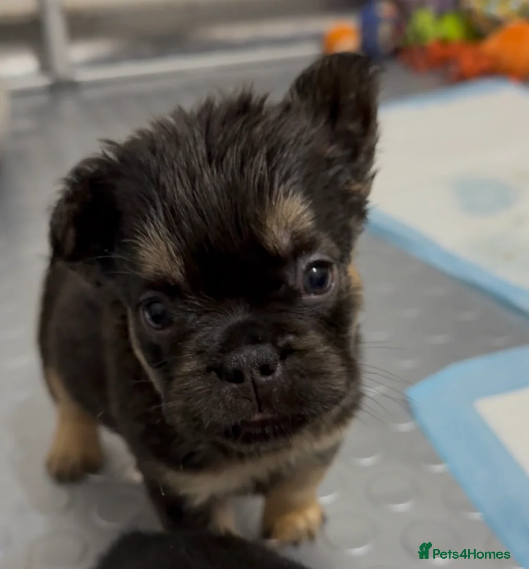 French Bulldog dogs for sale: Reduced 1 Female visual fluffy - Ready now - Advert 5