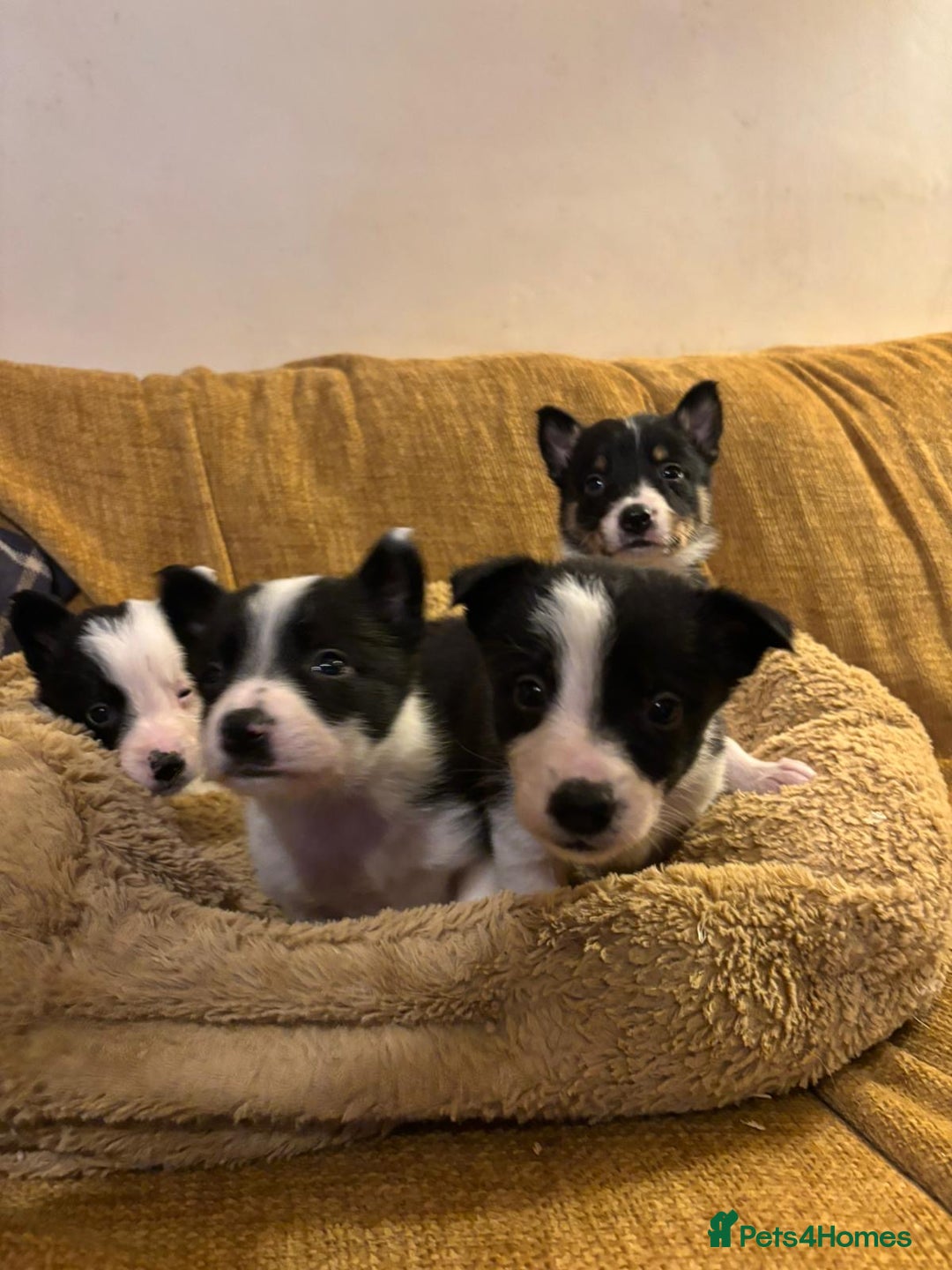 Border Collie dogs for sale: Stunning puppies. Parents health tested - Advert 11