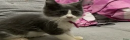 Maine Coon cats for sale: Xxl Maine coon kittens - Advert 6