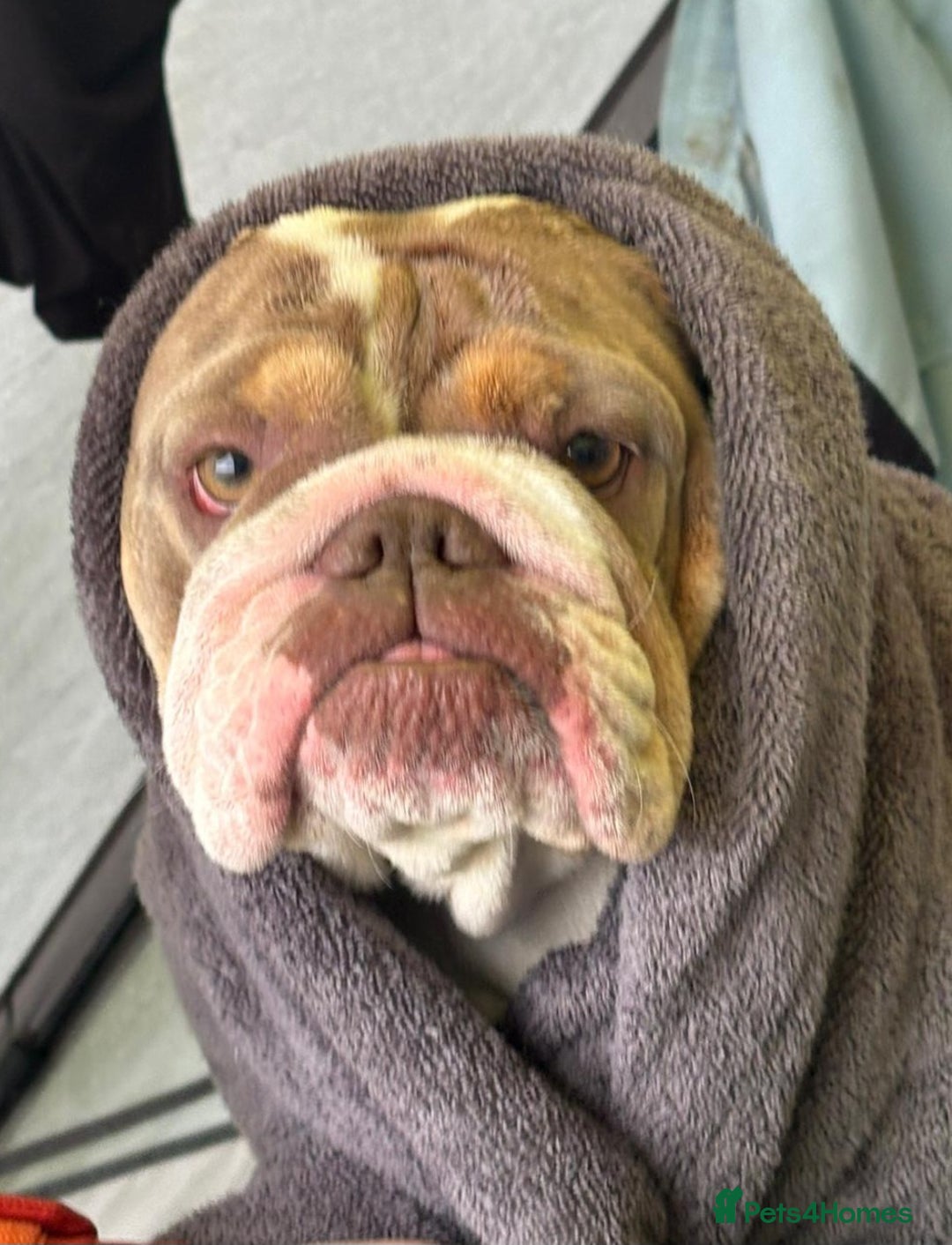 English Bulldog dogs for sale: Lilac/tan/ white English Bulldogs. 5 males. - Advert 1