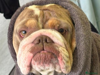 English Bulldog dogs Lilac/tan/ white English Bulldogs. 5 males. - Advert 1