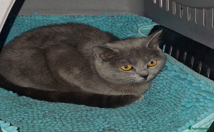 British Shorthair cats - Advert 7
