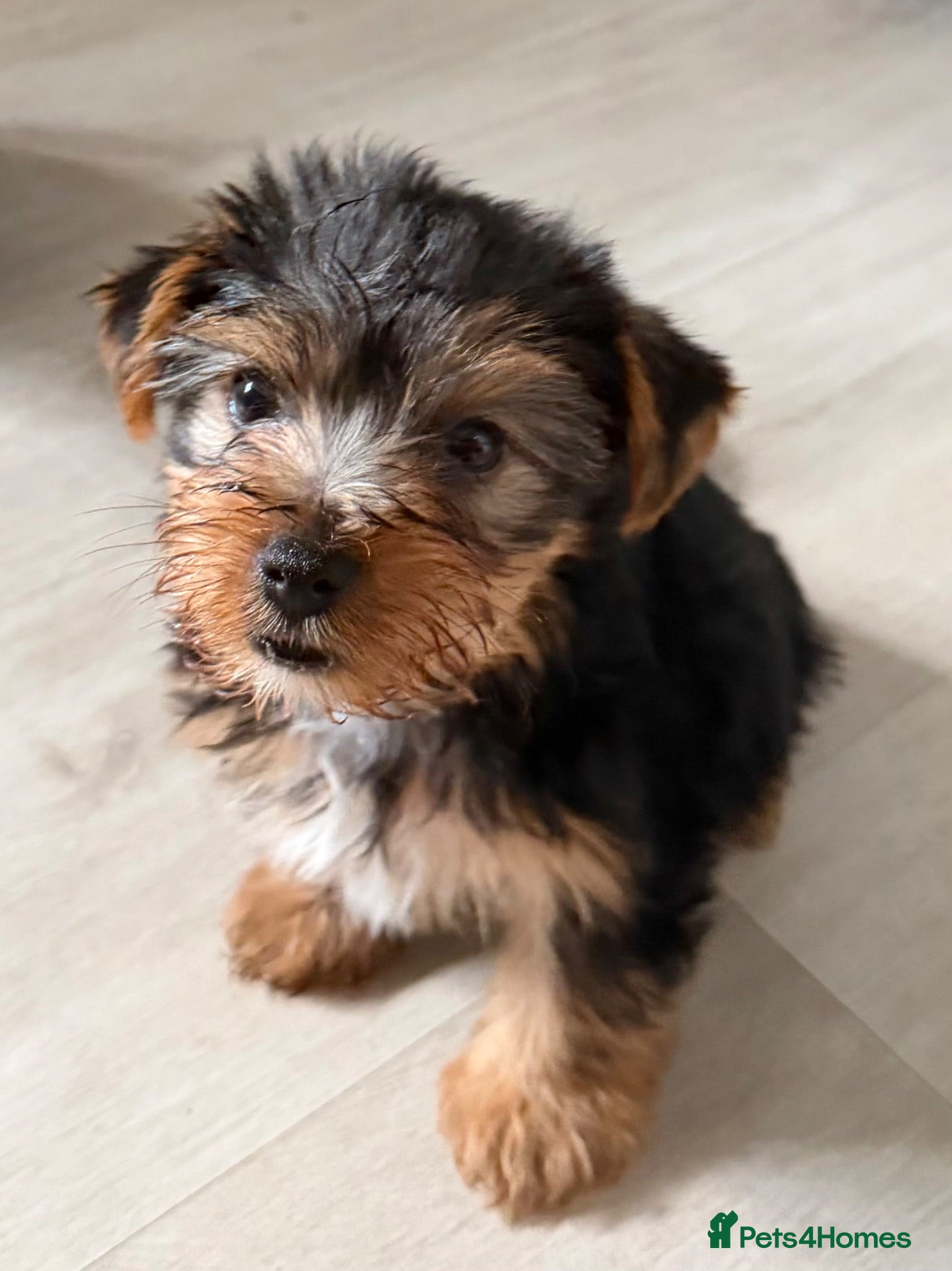 Yorkshire Terrier dogs Pure Breed Yorkshire Terrier Pup - Advert 13