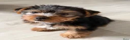 Yorkshire Terrier dogs for sale: Pure Breed Yorkshire Terrier Pup - Advert 1
