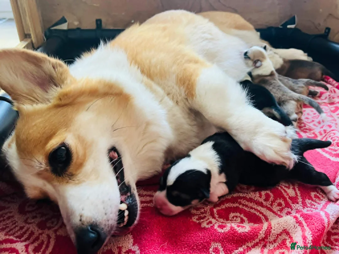 Welsh Corgi Pembroke dogs for sale: Welsh Corgi (Pembroke) - Advert 8