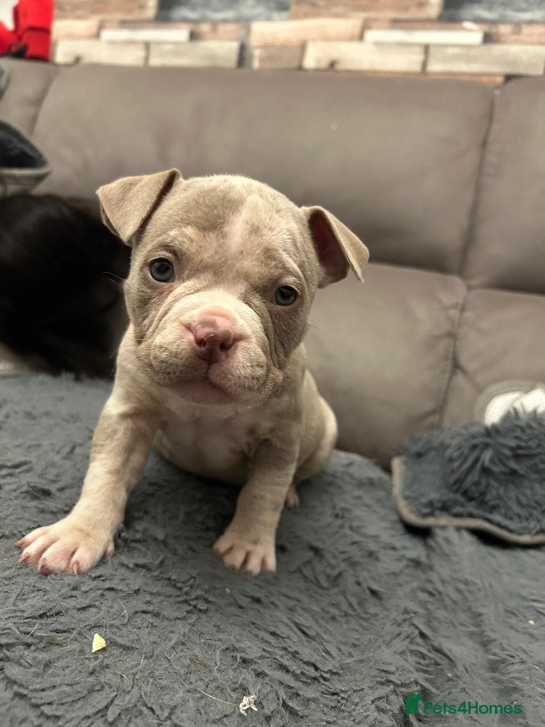 American Bully dogs for sale: 🐾 ABKC Registered Micro/Pocket Bully Puppies! 🐾 - Advert 19