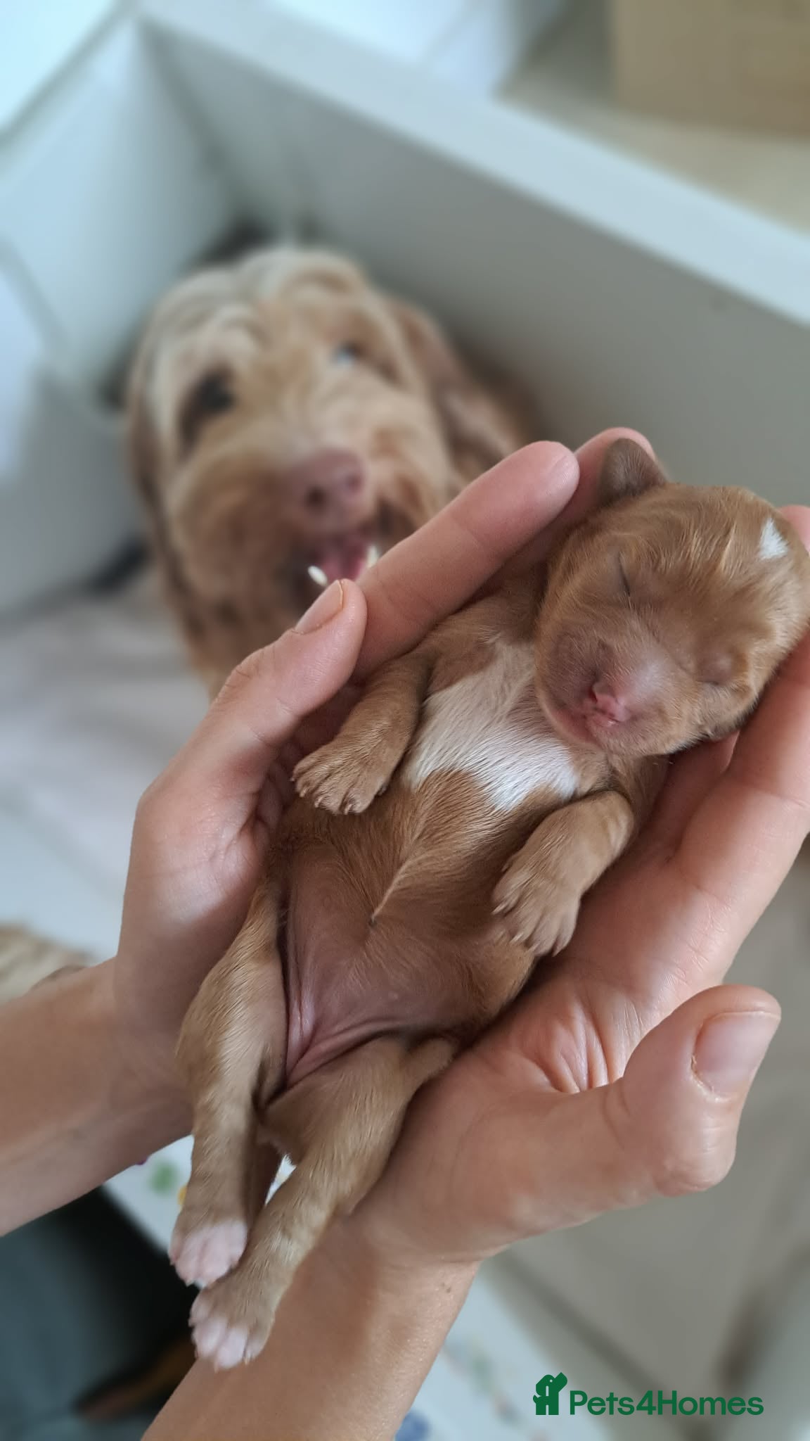 Australian Labradoodle dogs Tosha's puppies - Advert 2