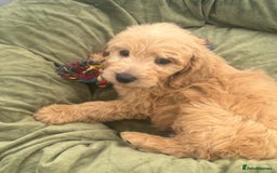 Goldendoodle dogs for sale: Healthy waggy happy puppies  - Image 10