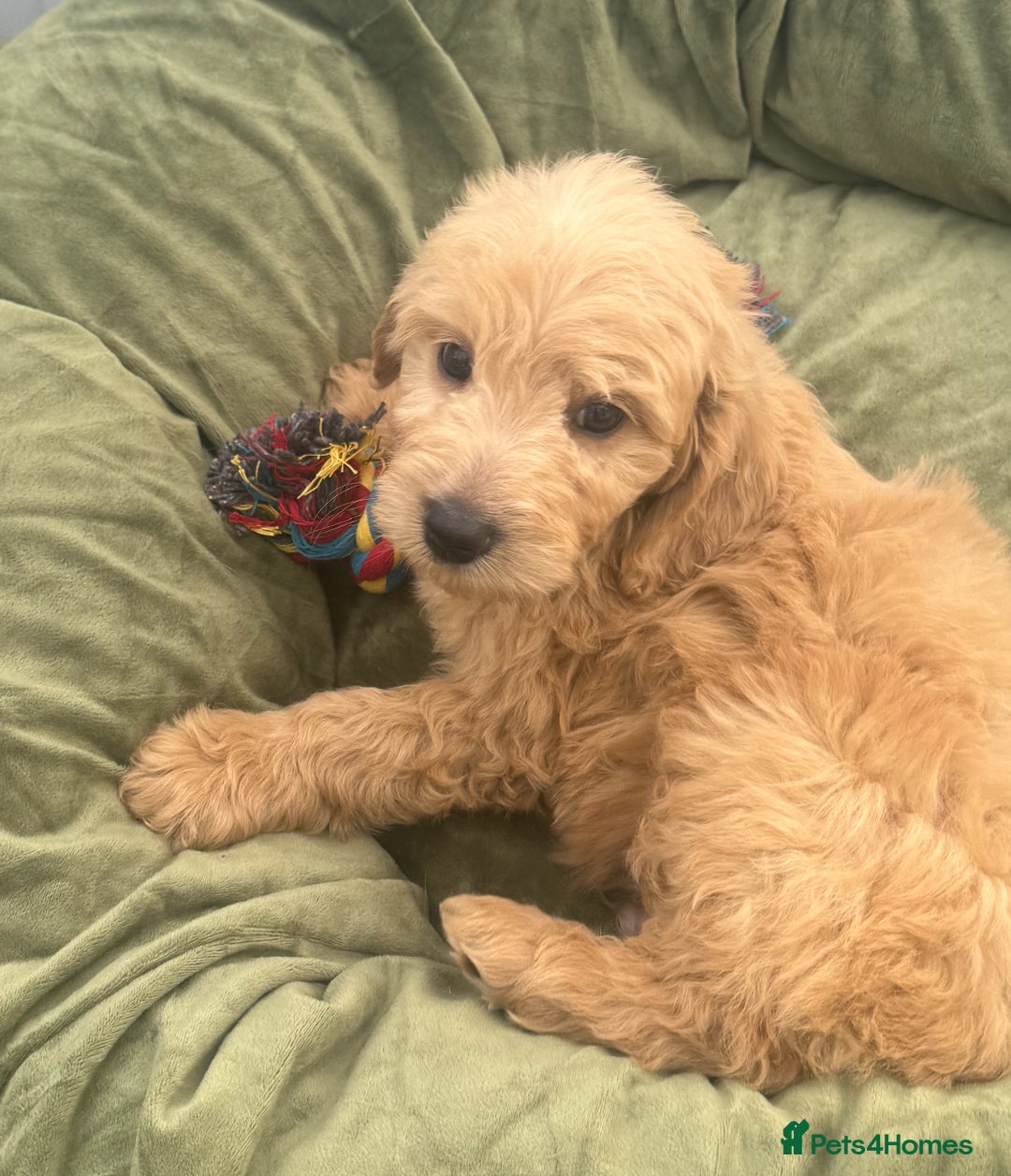 Goldendoodle dogs for sale: Healthy waggy happy puppies  - Image 10