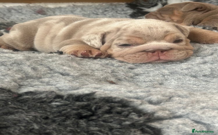 English Bulldog dogs - Advert 14