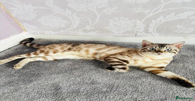 Bengal cats ❄️Pure Gorgeous Snow Minx❄️ - Advert 3