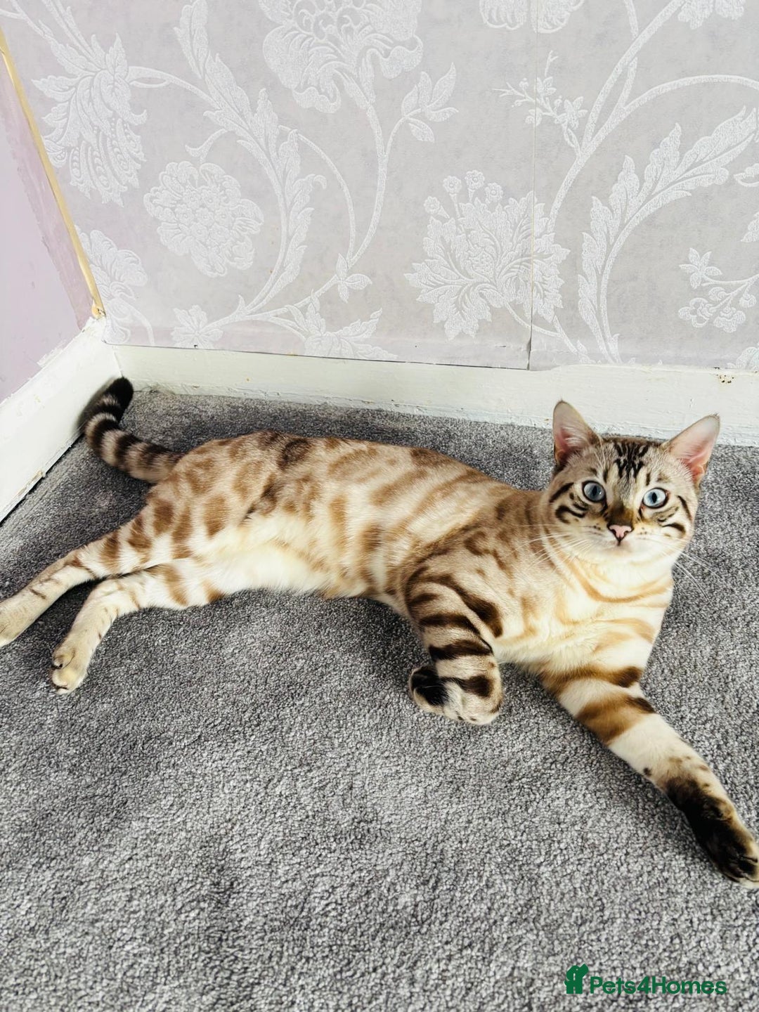 Bengal cats for sale: ❄️Pure Gorgeous Snow Minx❄️ - Advert 3