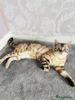 Bengal cats ❄️Pure Gorgeous Snow Minx❄️ - Advert 3