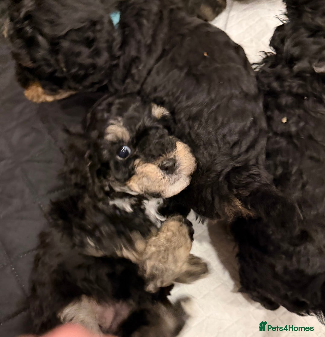Poochon dogs for sale: Gorgeous Poochon puppies 2 girls 3 boys - Advert 4