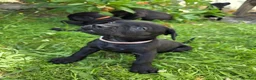 Mixed Breed dogs for sale: Dogue de bordeux x lab - Advert 5