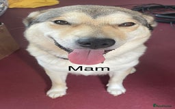 Mixed Breed dogs for sale: Husky puppies for sale - Image 2