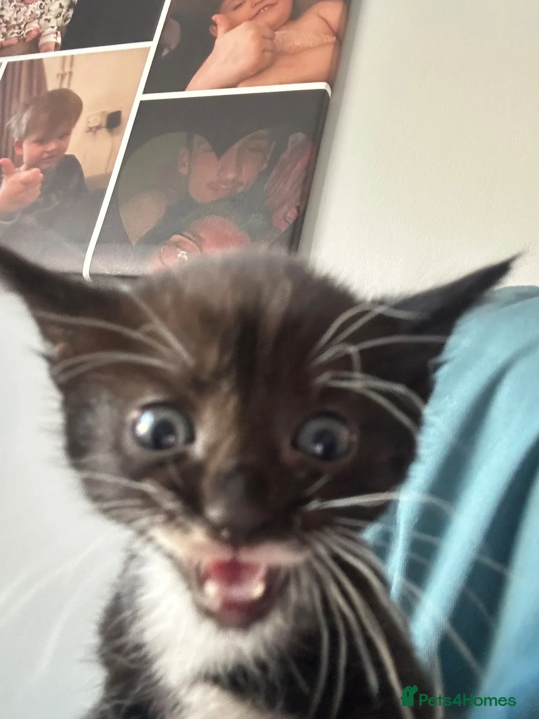 Mixed Breed cats for sale: 6 Beautiful Kittens in Faversham - Advert 2