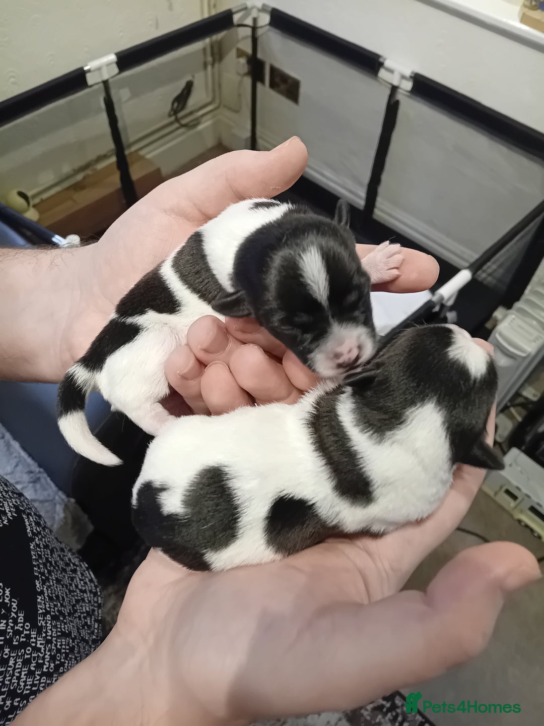 Jack Russell dogs for sale: 6 beautiful Jack russells available  - Advert 19