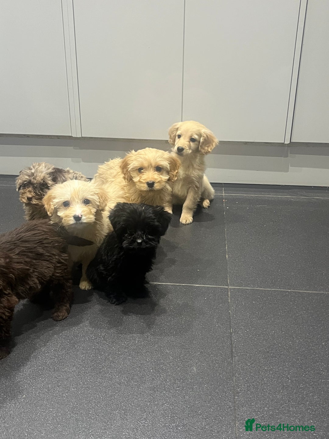 Cockapoo dogs for sale: Beautiful merl Cockpoo puppies  - Advert 13