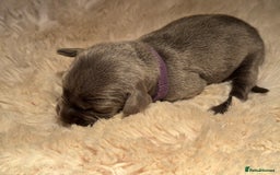 Weimaraner dogs for sale:  KC Reg Weimaraner Pups from Champion Bloodlines ✨ - Image 13