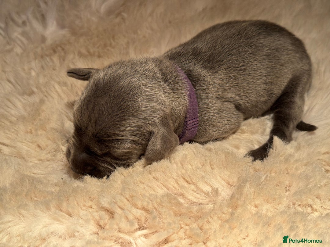 Weimaraner dogs for sale:  KC Reg Weimaraner Pups from Champion Bloodlines ✨ - Image 13