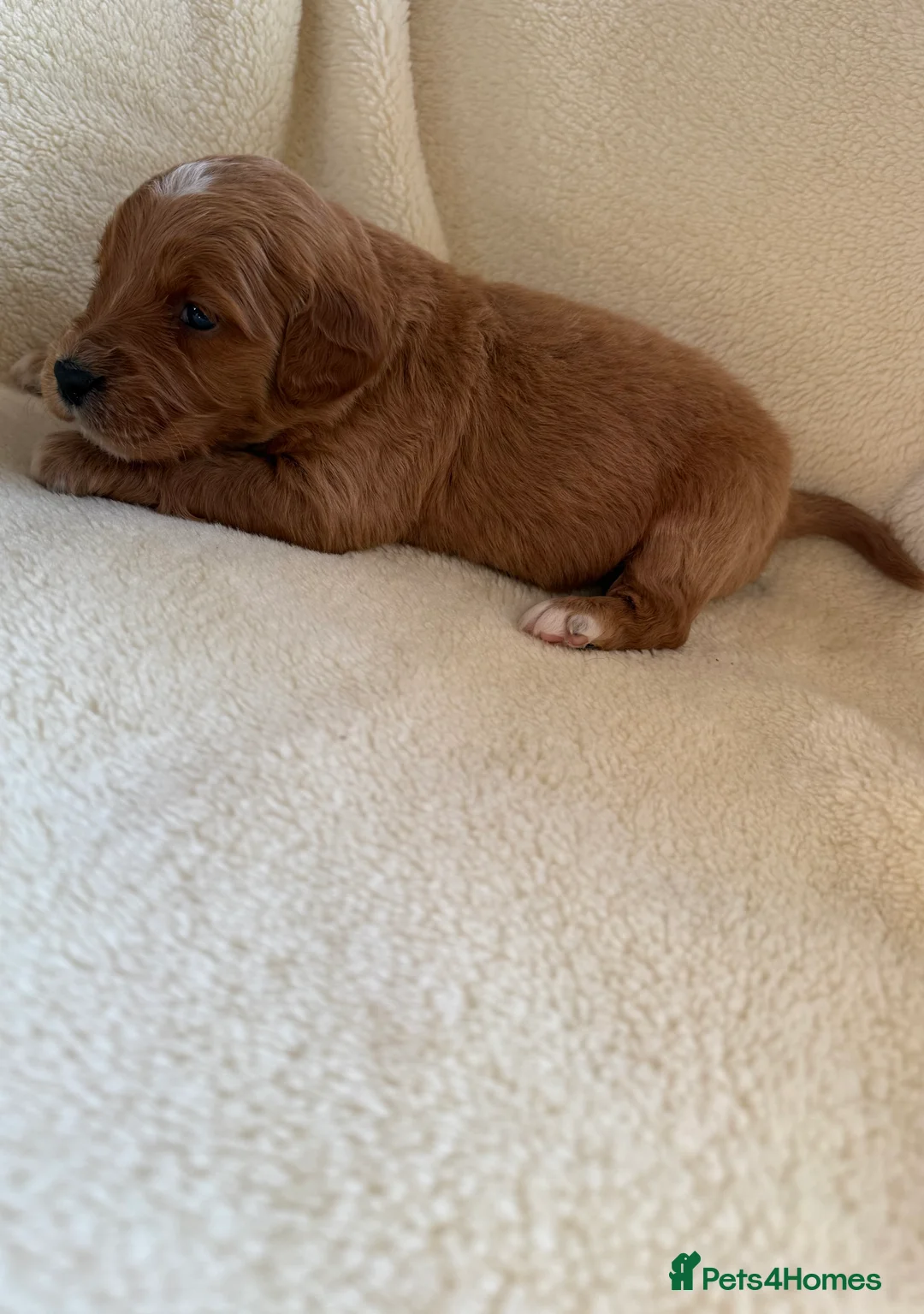 Double Doodle dogs for sale: Exceptionally marked Double doodles puppies - Advert 3