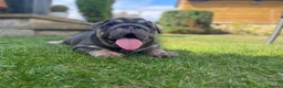 English Bulldog dogs for sale: English bulldogs blue tan fully suited boy & girl - Advert 7