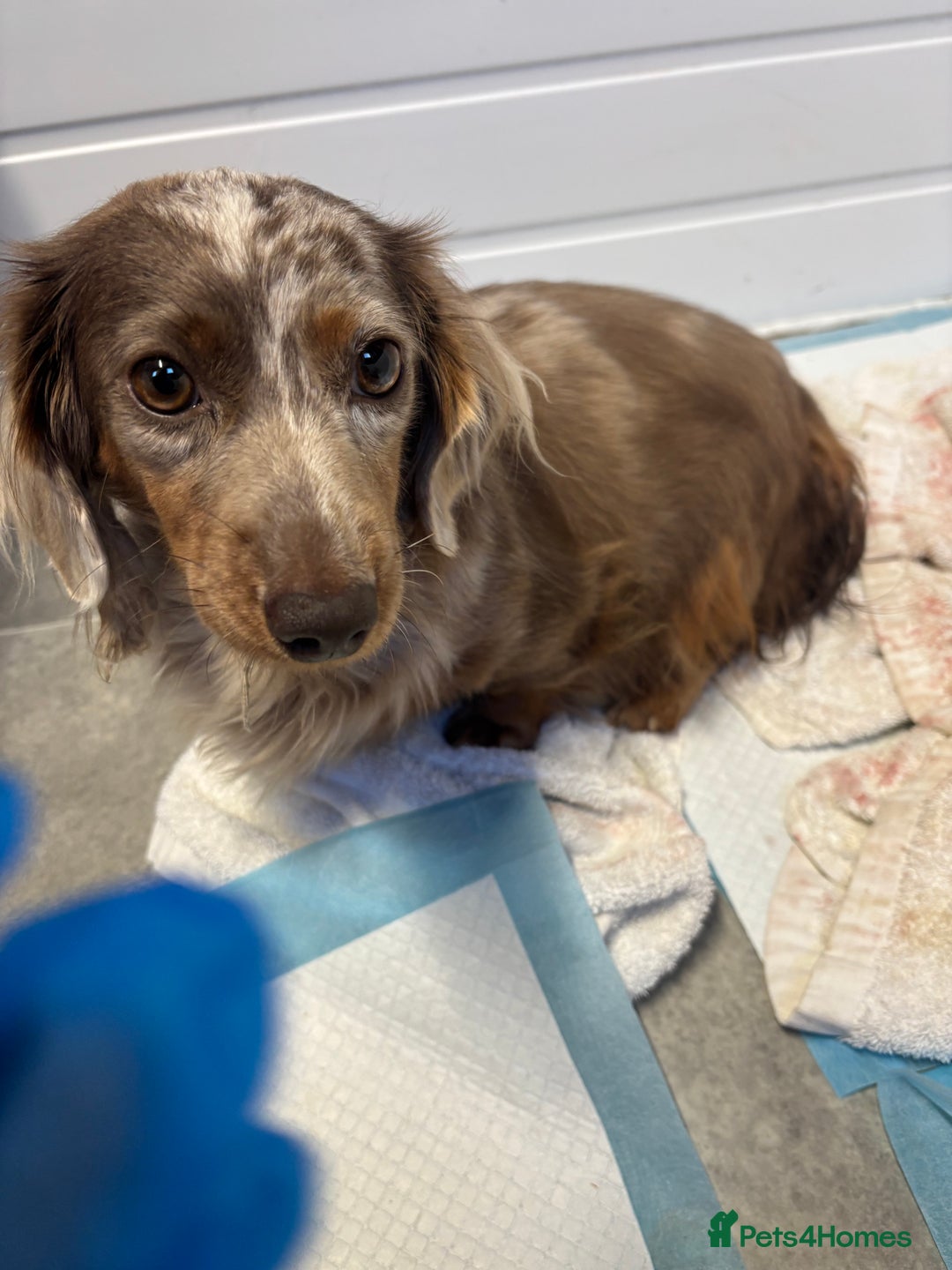 Miniature Dachshund dogs for sale: Beautiful long haired miniature dachshunds - Advert 11