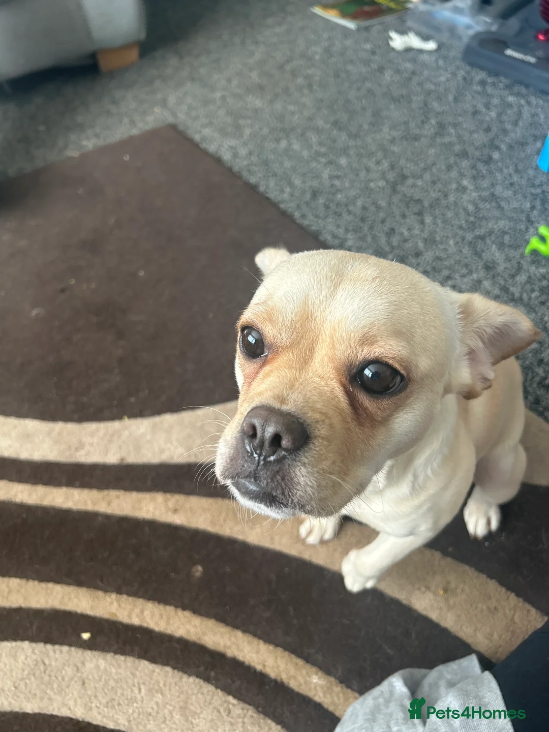 Mixed Breed dogs for sale: 6 frenchie x jack Russell pups available. in Spilsby - Advert 1