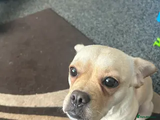 Mixed Breed dogs 6 frenchie x jack Russell pups available. - Advert 1