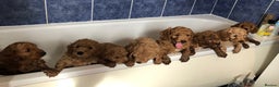 Poodle dogs for stud: Miniature poodle stud -red, kc reg & health tested in Tonbridge - Advert 6