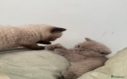 British Shorthair cats for sale: British shorthair kittens - Image 7