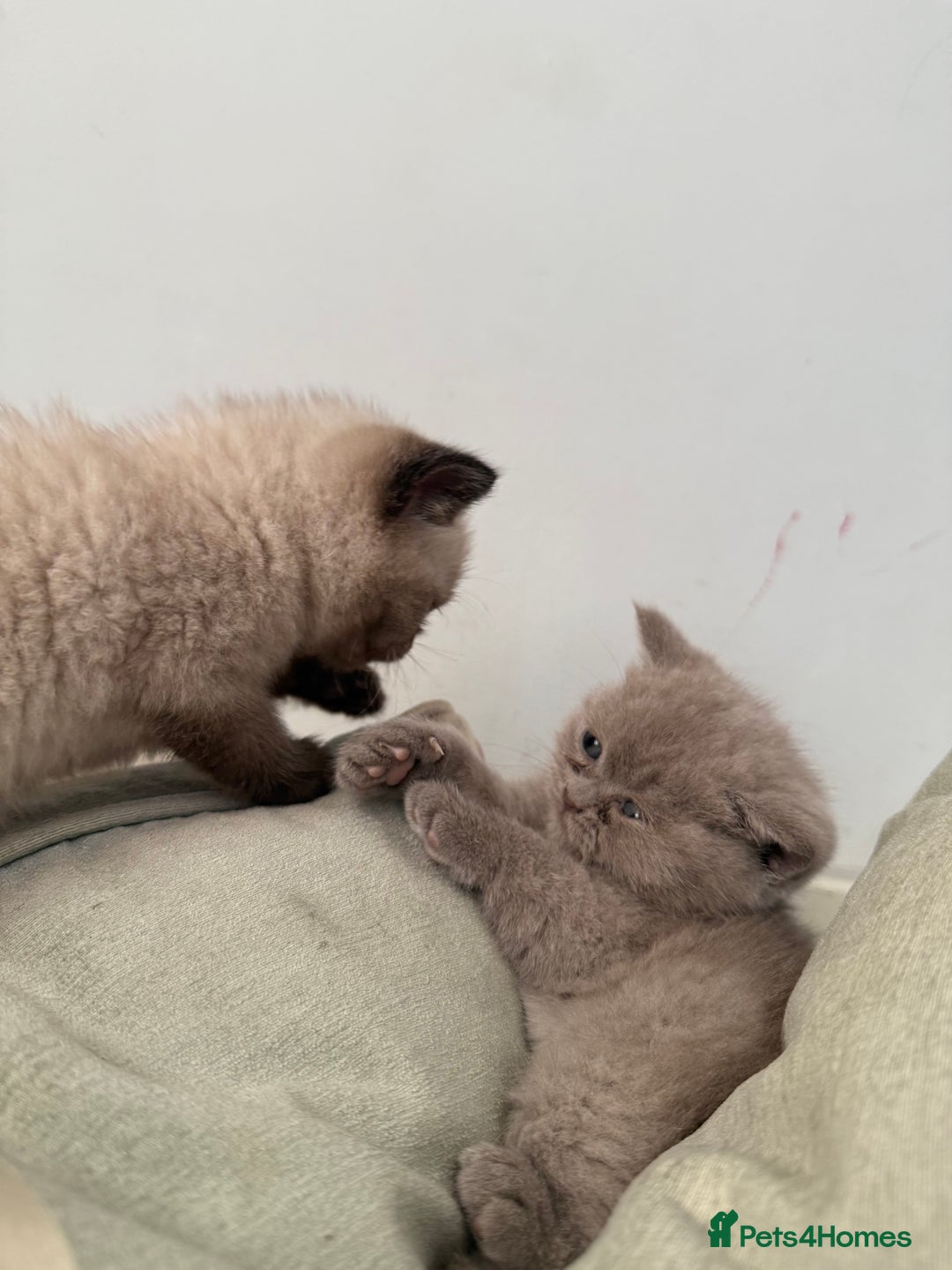 British Shorthair cats for sale: British shorthair kittens - Image 7