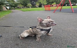 French Bulldog dogs for sale: BHODI  - Image 2