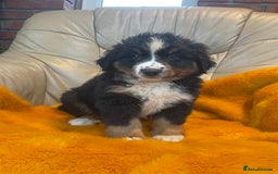 Bernese Mountain Dog dogs for sale: Stunning boys and girls - Advert 5