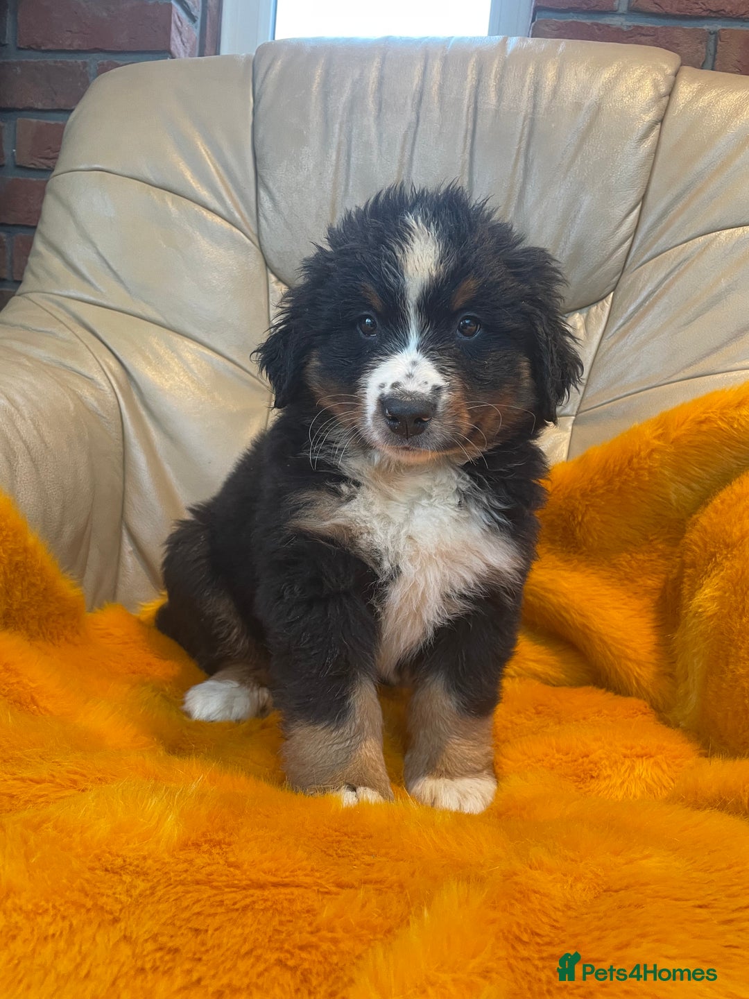 Bernese Mountain Dog dogs for sale: Stunning boys and girls - Advert 5