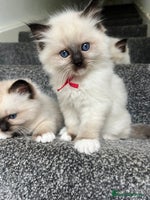 Ragdoll cats **LAST BOY** CHUNKY RAGDOLL KITTENS FOR SALE - Advert 3