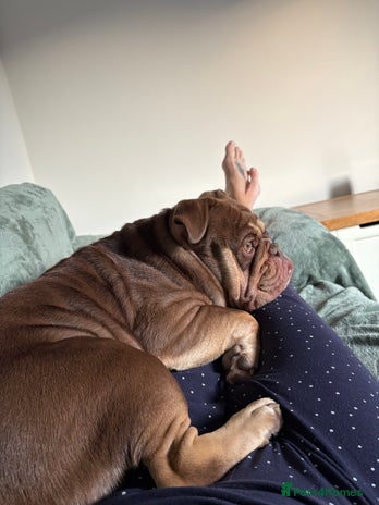 English Bulldog dogs - Advert 10