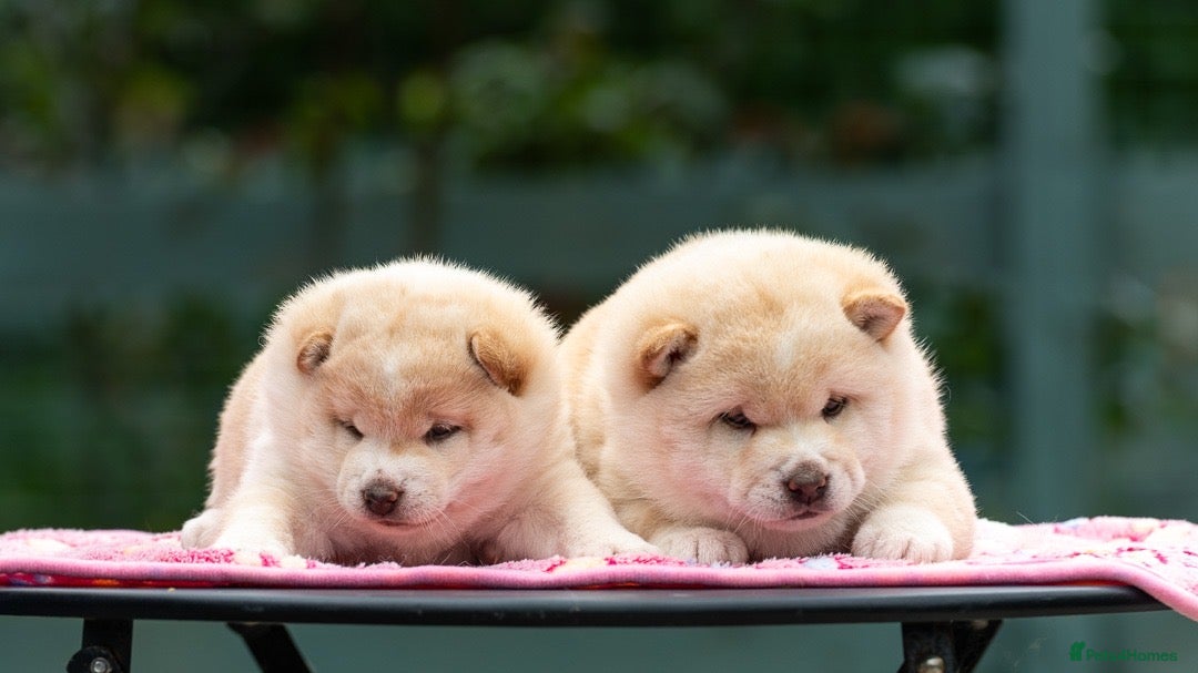 Japanese Shiba Inu dogs Exclusive Japanese Shiba Inu Puppies  🇯🇵 - Advert 5