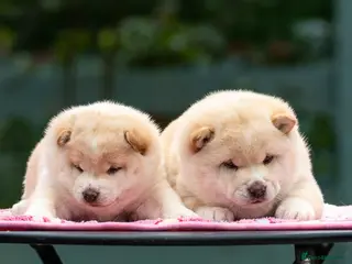 Japanese Shiba Inu dogs Exclusive Japanese Shiba Inu Puppies 🇯🇵 - Advert 5