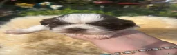 Shih Tzu dogs for sale: Imperial Shihtzu Chocolates - Advert 21