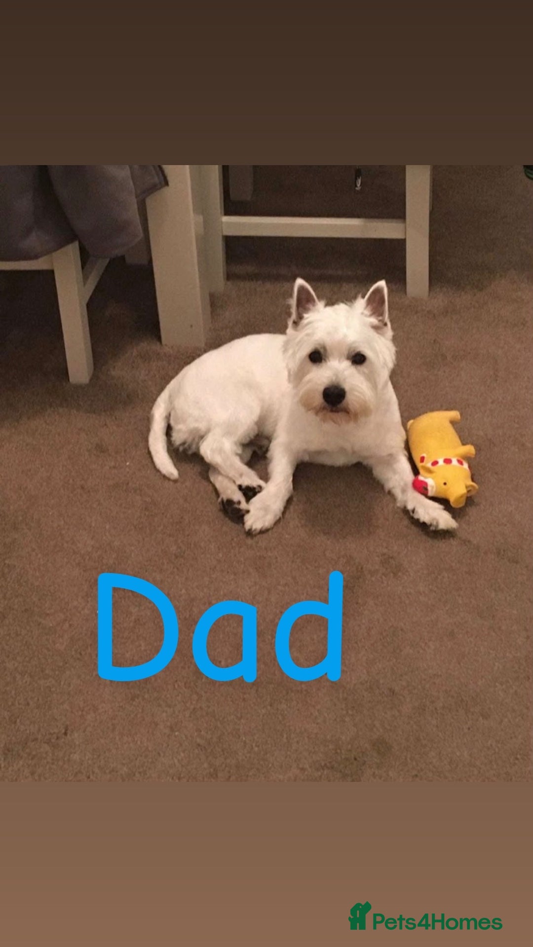 West Highland Terrier dogs for stud: Westie for stud  - Advert 6